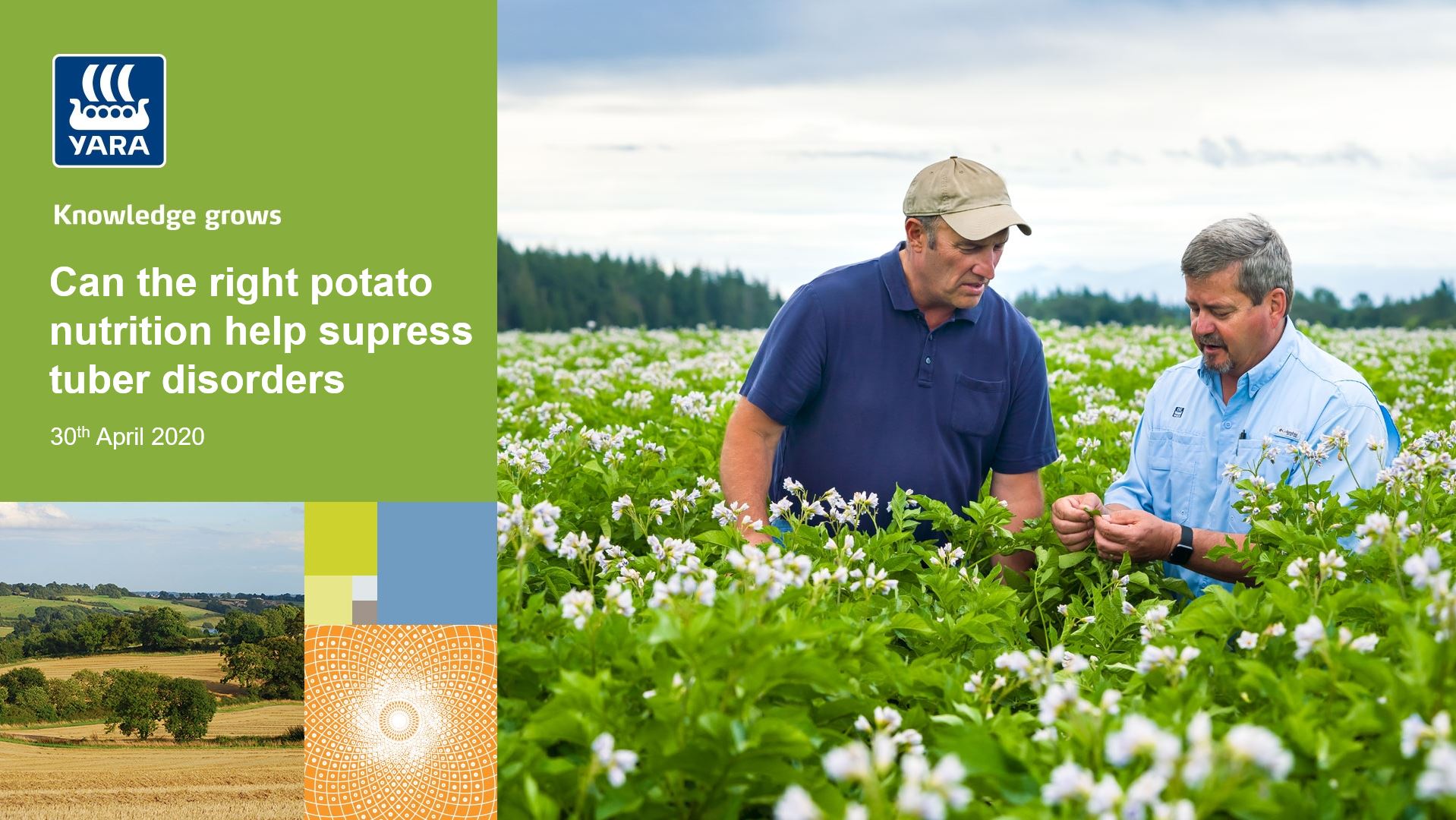Top Potato webinar - can the right nutrition help suppress tuber disorders?