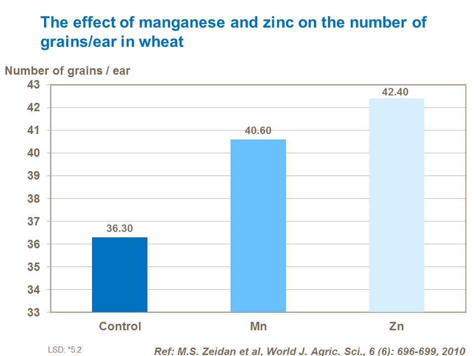 The effect of manganese and zinc on the number of grainsear in wheat