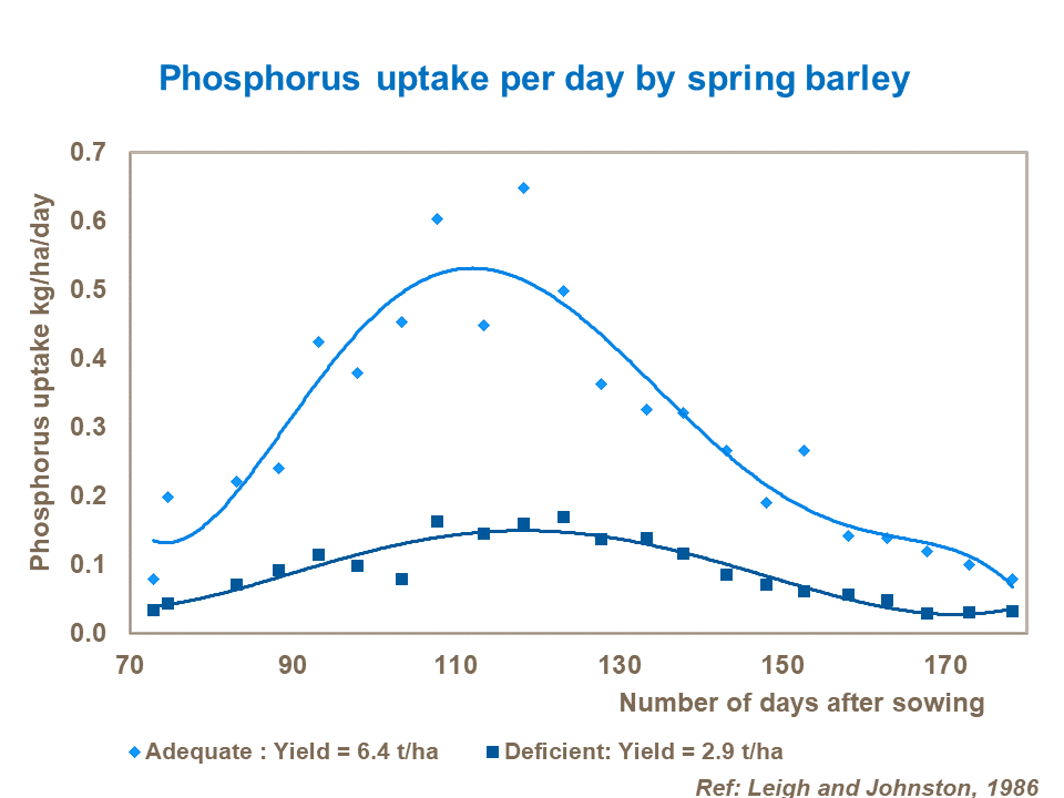 Phosphorus uptake per day by spring barley.png