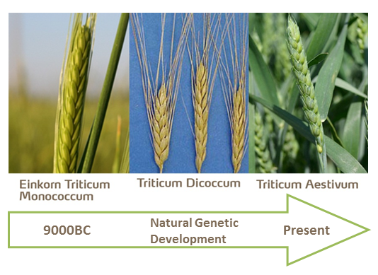 Wheat historical development