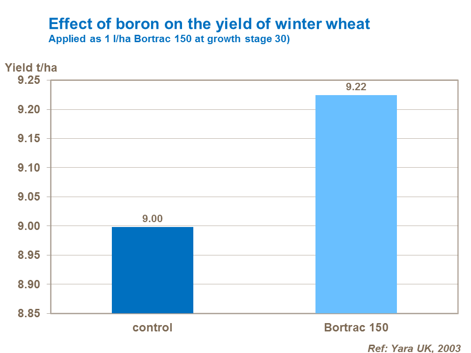 Effect of boron on the yield of winter wheat