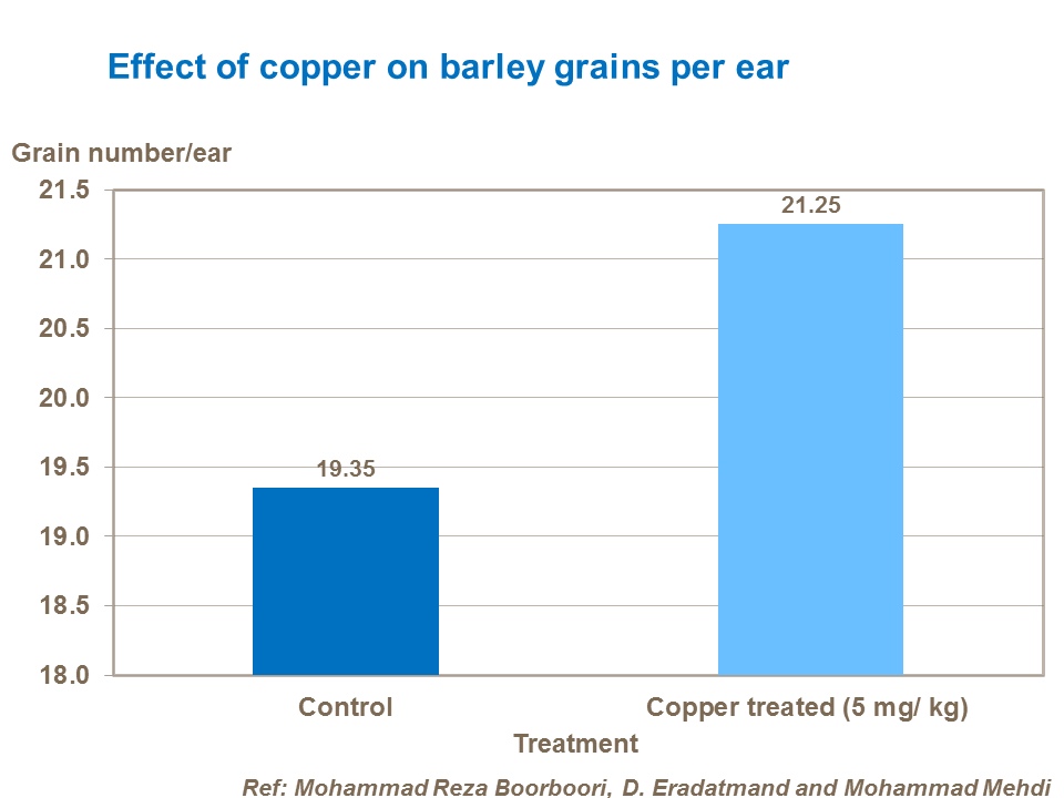 Effect of copper on barley grains per ear